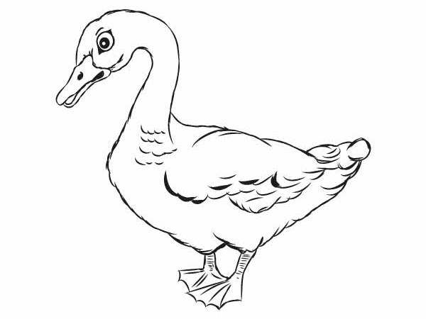 Gęś kolorowanki